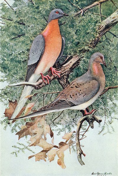 Paire de pigeons voyageurs - Louis Agassiz Fuertes